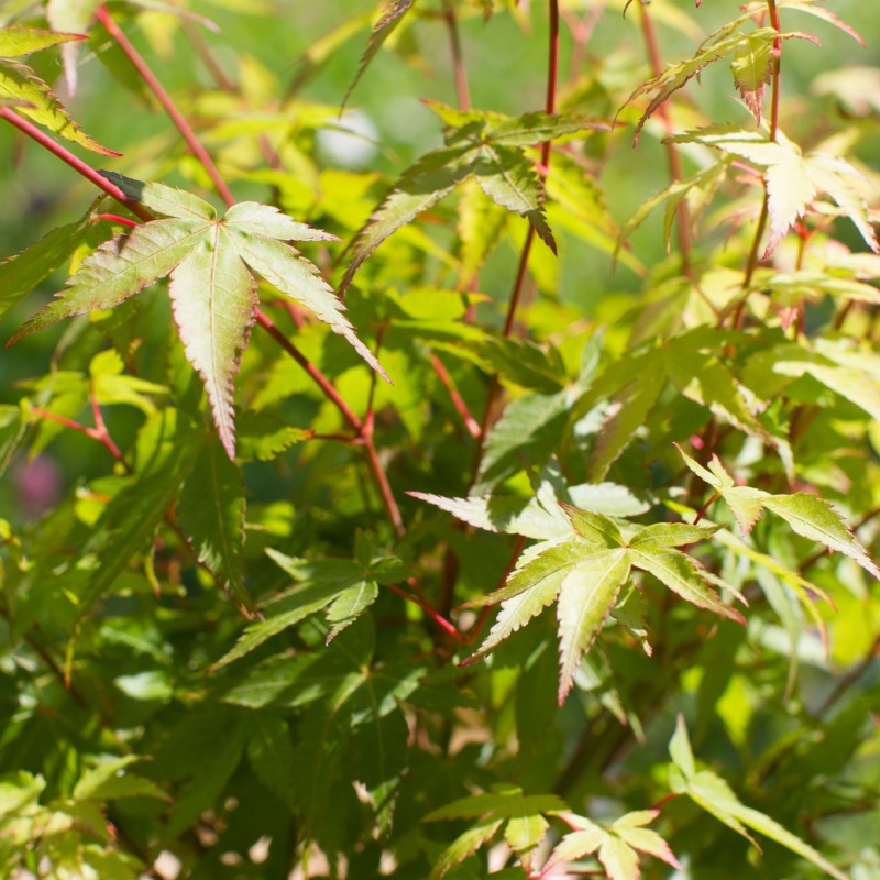 Artar Japonez Little Princess