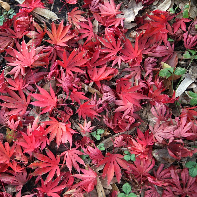 Artar Japonez Shojo Shidare