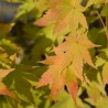 Artar Japonez Summer Gold