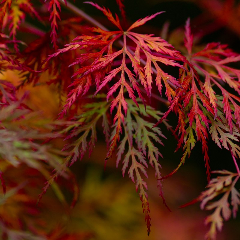 Artar Japonez Filigree