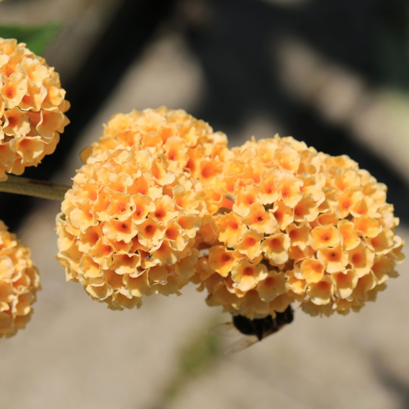 Liliac de Vara Sungold Sungold