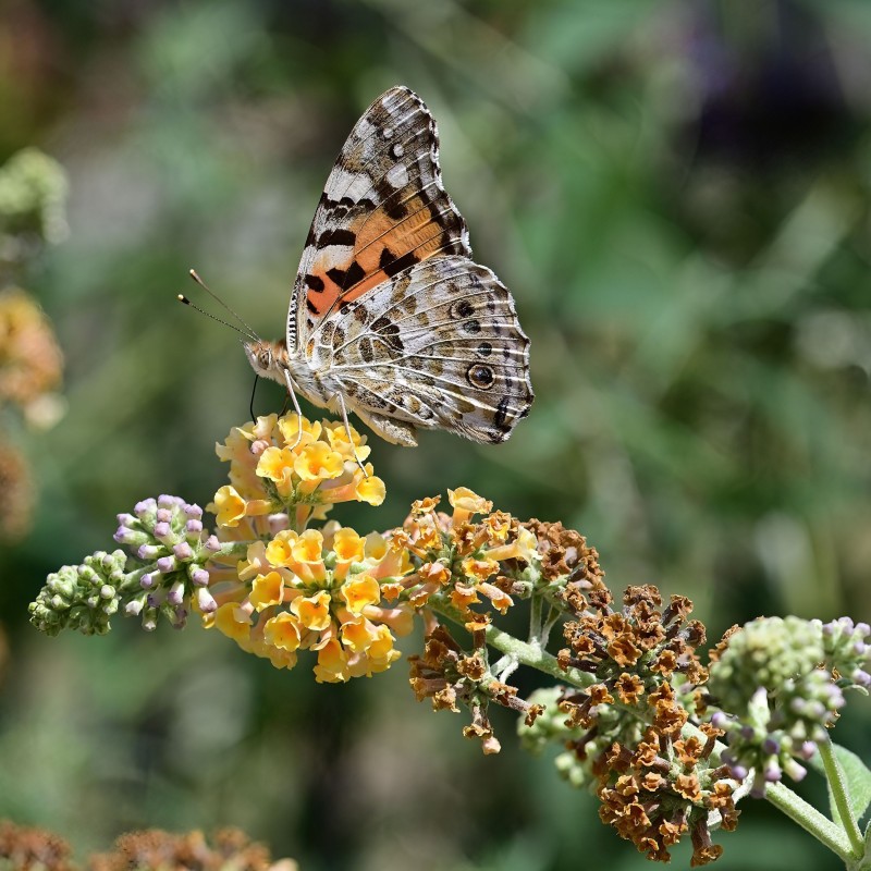 Liliac de Vara Sungold Sungold