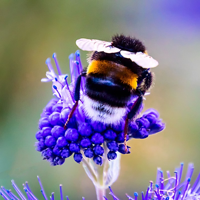 Caryopteris Grand Bleu