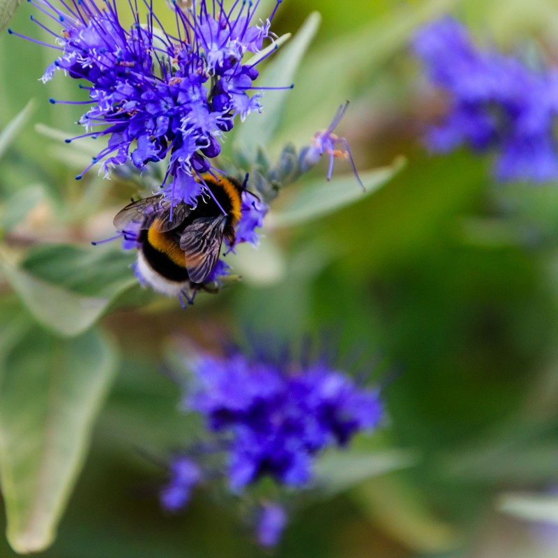 Caryopteris Grand Bleu