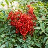 Nandina domestica Richmond