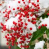 Nandina domestica Richmond