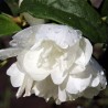 Lamaita Schnesstrum