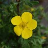 Potentilla sommerflor