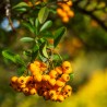 Pyracantha Soleil Dor