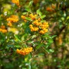 Pyracantha Soleil Dor