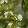 Pyracantha Soleil Dor