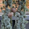 Glauca Pendula Cedru libanez