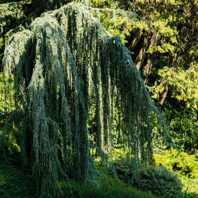 Cedrus libani Glauca Pendula