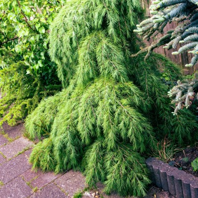 Cedrus deodora Pendula