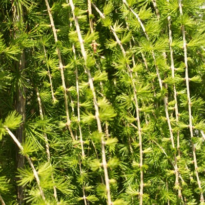 Larix kaempferi Pendula