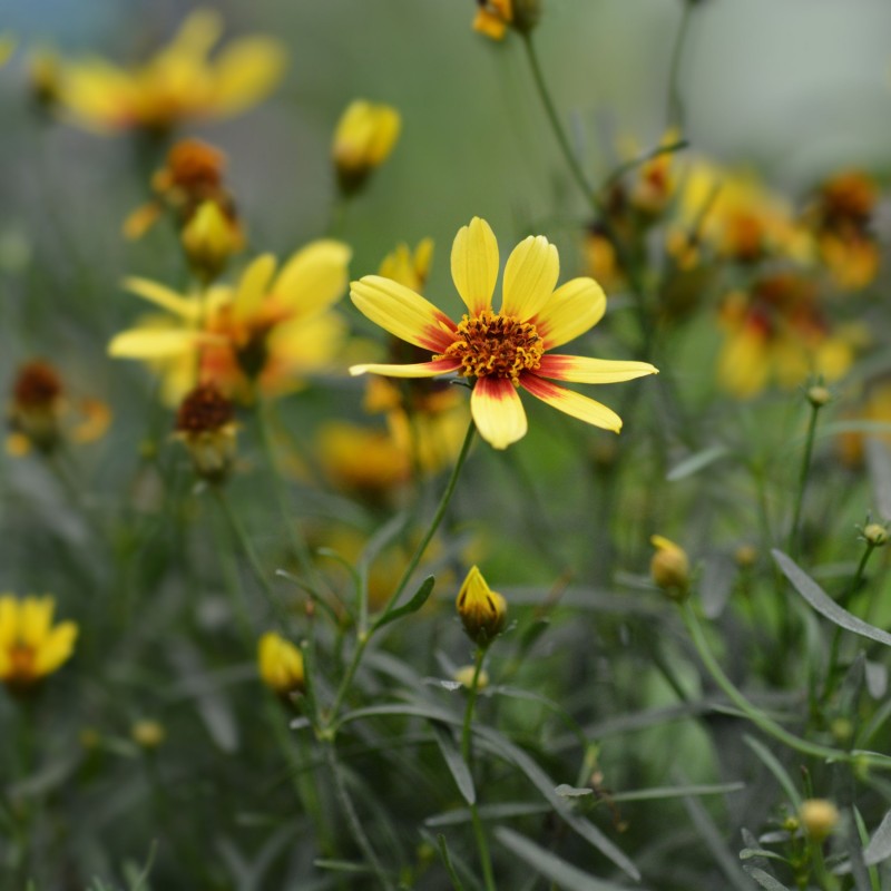 Coreopsis Bengal Tiger