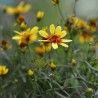 Coreopsis Bengal Tiger