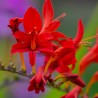 Crocosmia Lucifer