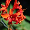 Crocosmia Lucifer