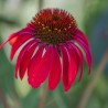 Echinacea Kismet Red
