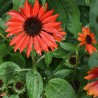 Echinacea Kismet Red