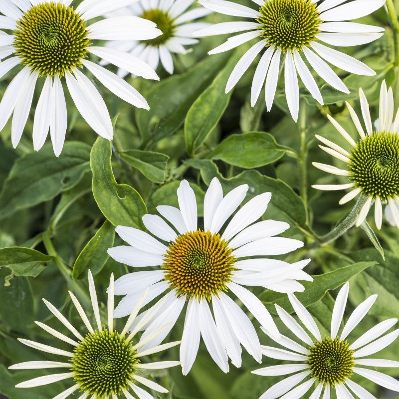 Echinacea Kismet White