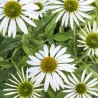 Echinacea Kismet White