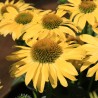 Echinacea Kismet Yellow