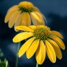 Echinacea Kismet Yellow