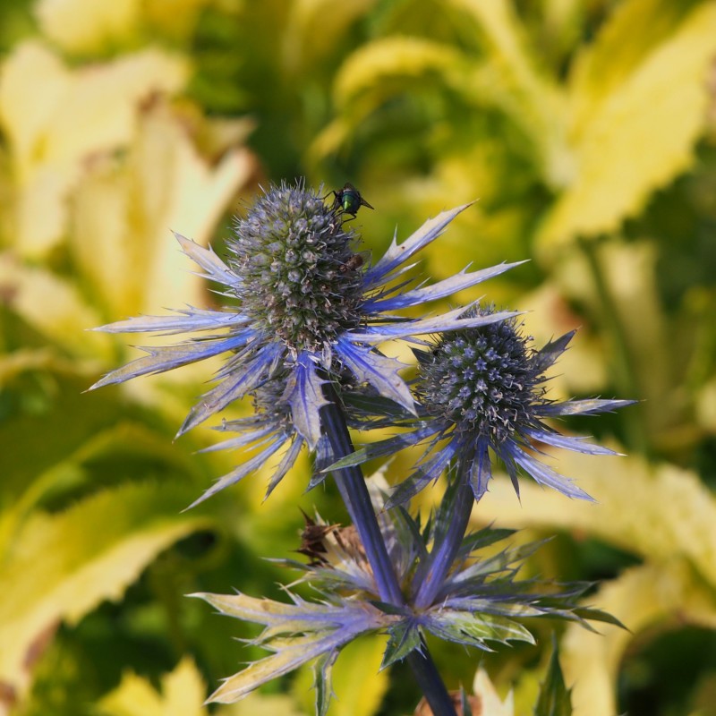 Eryngium Neptunes Gold