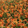 Geum Fire Storm
