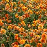 Geum Fire Storm