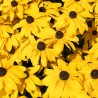 Rudbeckia Little Goldstar