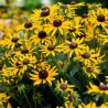 Rudbeckia Little Goldstar