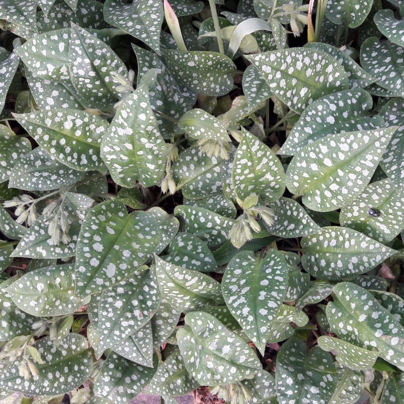 Pulmonaria saccharata Leopard