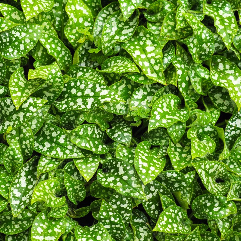 Pulmonaria saccharata Leopard