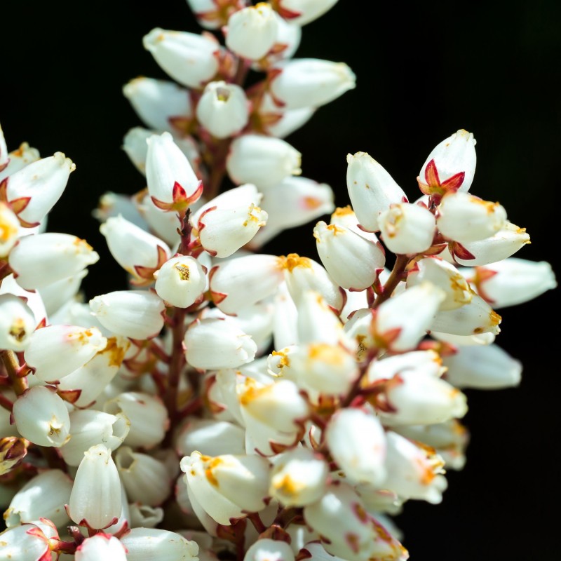 Erica carnea Alba