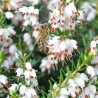 Erica carnea Alba