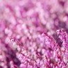 Erica carnea Roz
