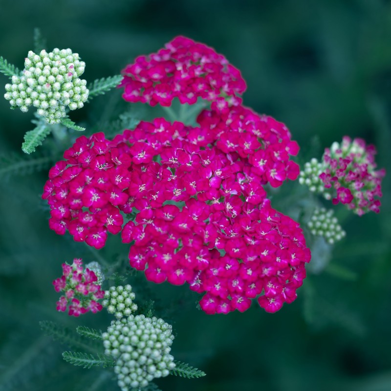 Achillea millefolium Paprika