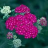 Achillea millefolium Paprika