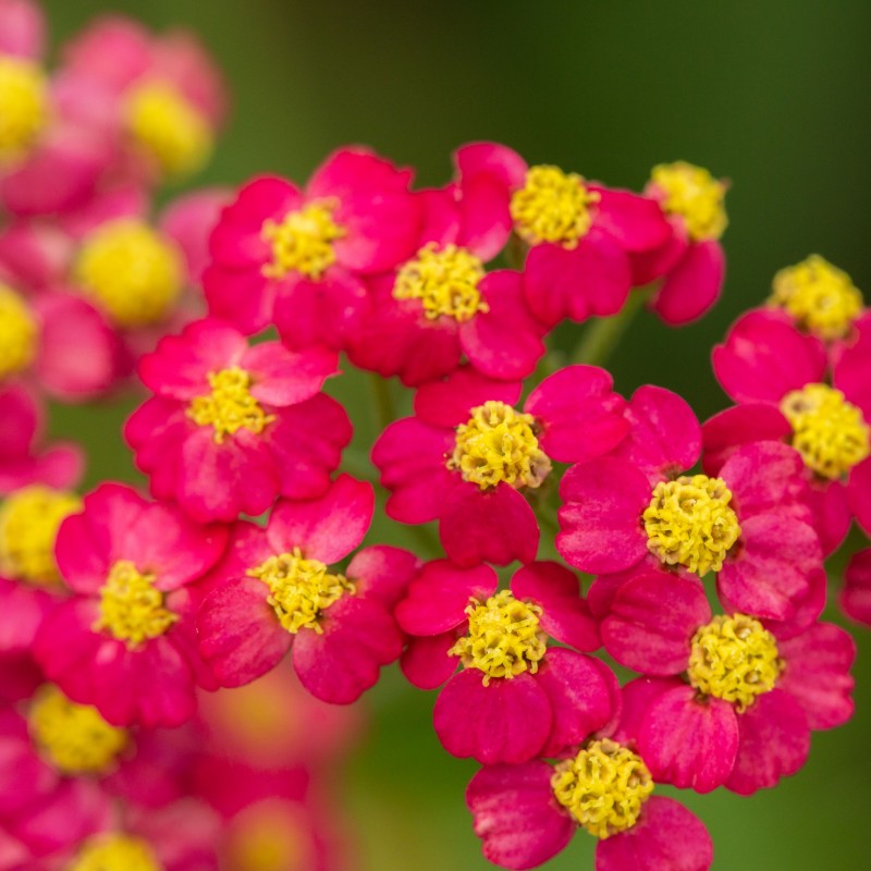Achillea millefolium Paprika