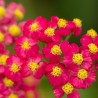 Achillea millefolium Paprika