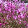 Gaura lindheimeri