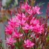 Gaura lindheimeri
