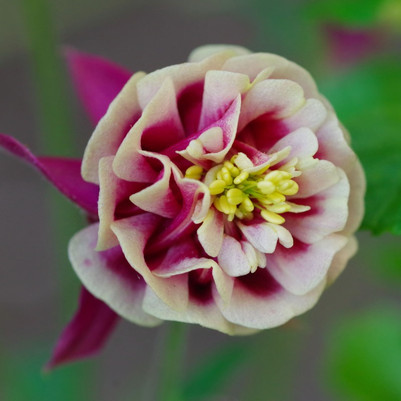 Caldaruse Winky Double Red and White