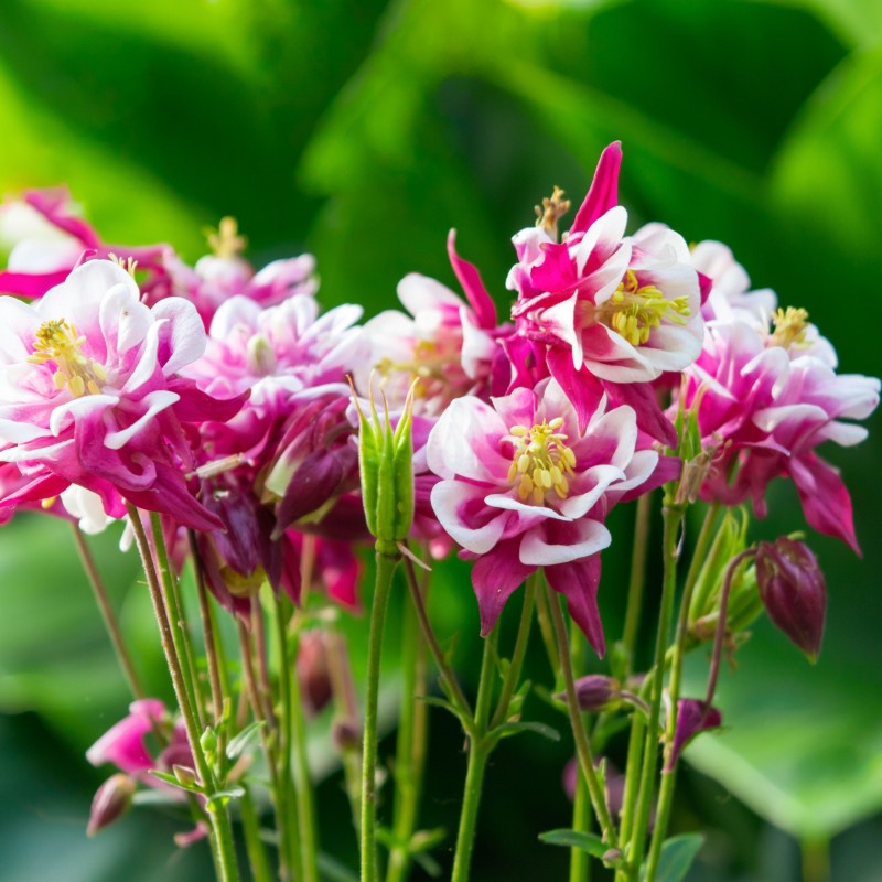 Caldaruse Winky Double Red and White