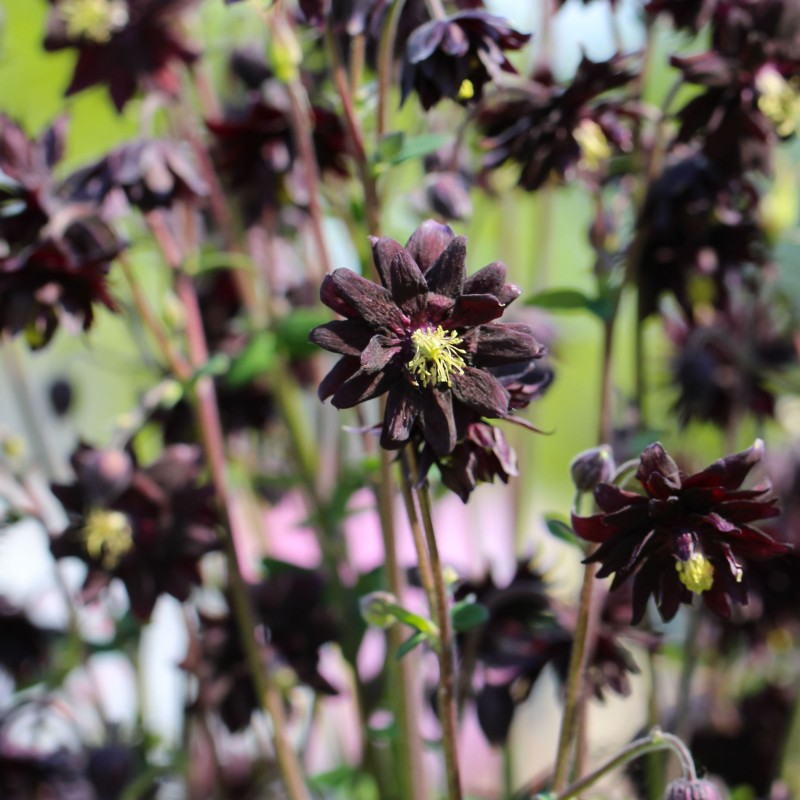 Caldarusa Black Barlow