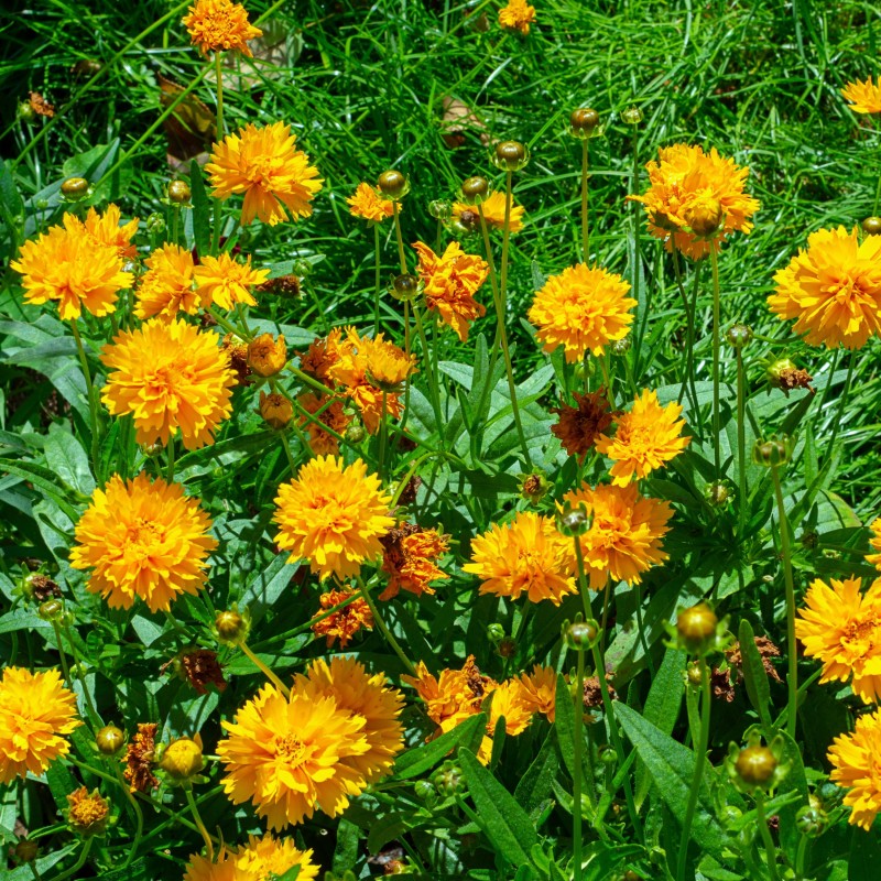 Ochiul-fetei Early Sunrise