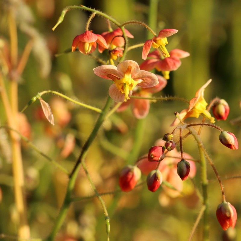 Epimedium versicolor Suphureum